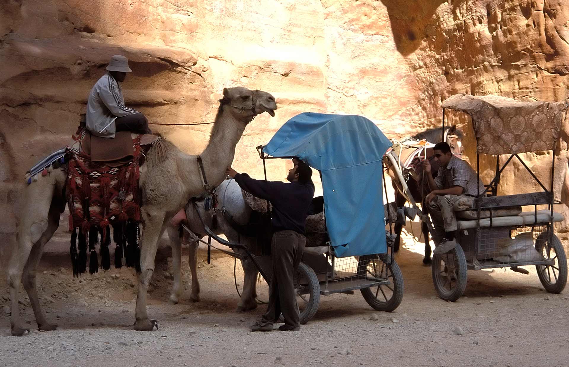 Bedouin man on a camel and horse carriages, Petra, Jordan